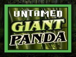 Untamed - Giant Panda screenshot